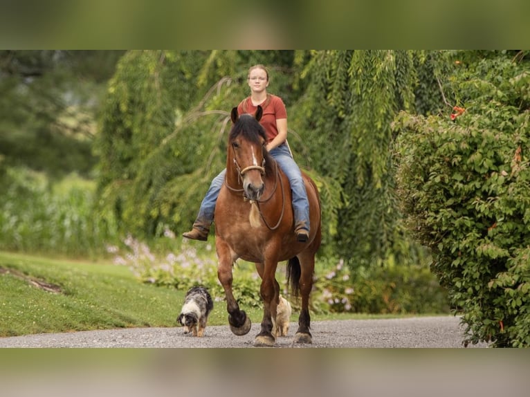 Draft Horse Mix Gelding 7 years 16 hh Roan-Bay in Ponder