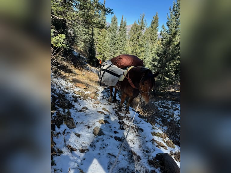 Draft Horse Mix Gelding 7 years 16 hh Roan-Bay in Ponder