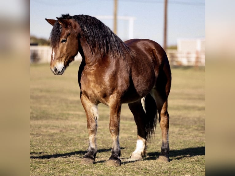 Draft Horse Mix Gelding 7 years 16 hh Roan-Bay in Ponder