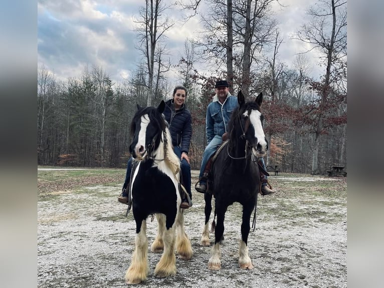 Draft Horse Gelding 7 years 16 hh Tobiano-all-colors in Hadinsburg IN