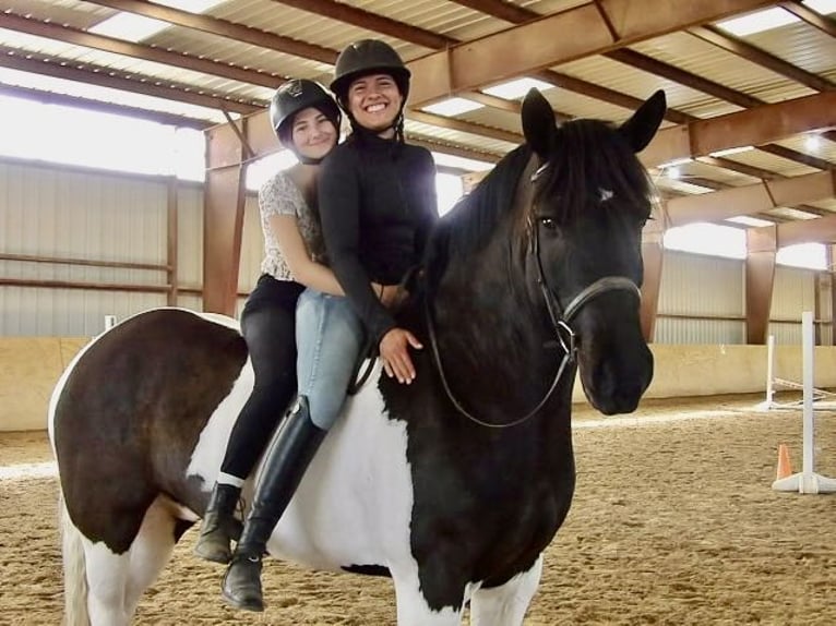 Draft Horse Mix Gelding 7 years 16,1 hh in Tuscarora, MD