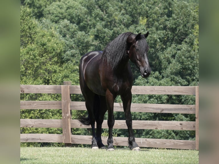 Draft Horse Gelding 7 years 16,2 hh Black in Fresno, OH