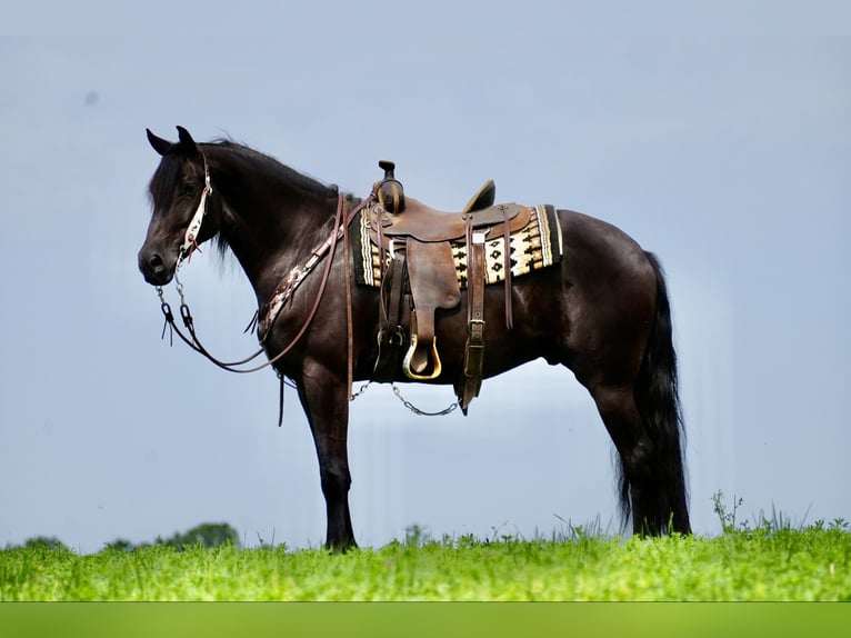 Draft Horse Gelding 7 years 16,2 hh Black in Fresno, OH