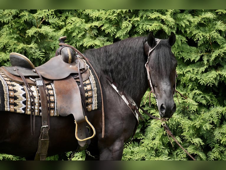 Draft Horse Gelding 7 years 16,2 hh Black in Fresno, OH