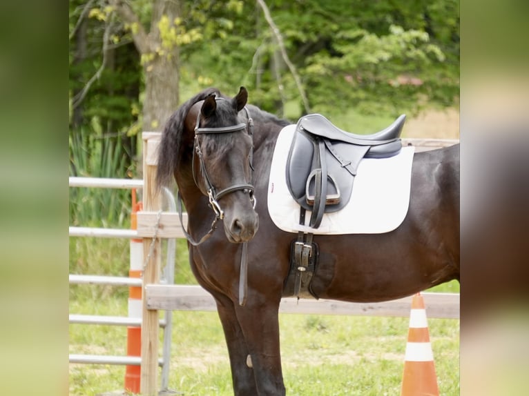 Draft Horse Gelding 7 years 16,2 hh Black in Fresno, OH