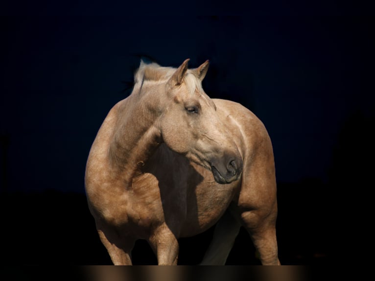 Draft Horse Mix Gelding 7 years 16,2 hh Palomino in Baxter Springs Draft Horse Mix Gelding 7 years 16,2 hh Palomino in Baxter Springs