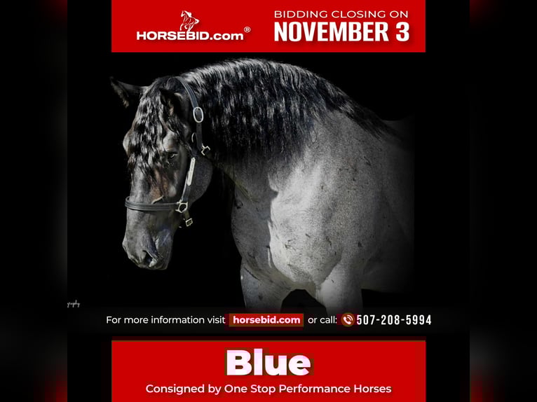 Draft Horse Mix Gelding 7 years 16,2 hh Roan-Blue in Holmen