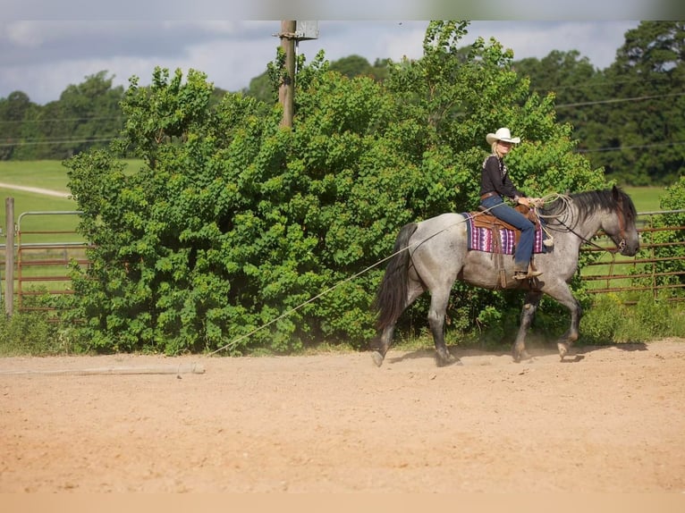 Draft Horse Mix Gelding 7 years 16,2 hh Roan-Blue in Lufkin, TX