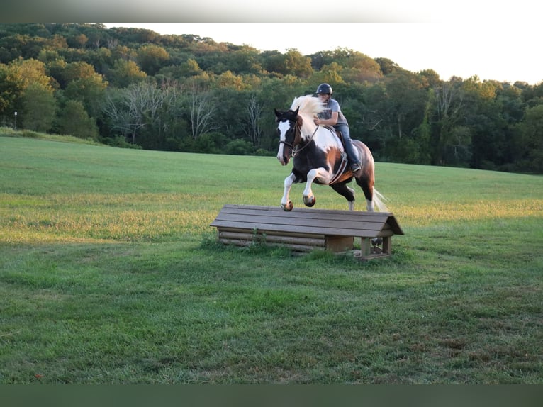 Draft Horse Mix Gelding 7 years 16,3 hh Pinto in Perkasie