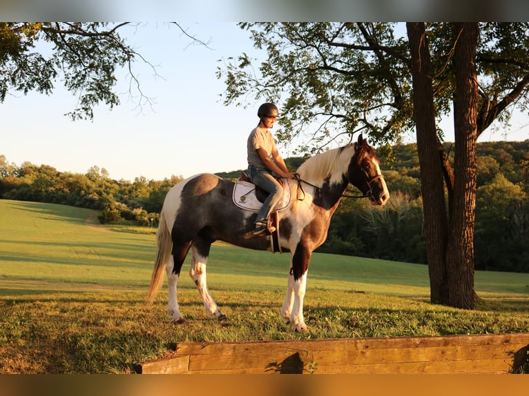 Draft Horse Mix Gelding 7 years 16,3 hh Pinto in Perkasie