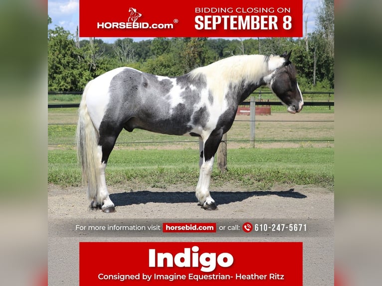 Draft Horse Mix Gelding 7 years 16,3 hh Pinto in Perkasie