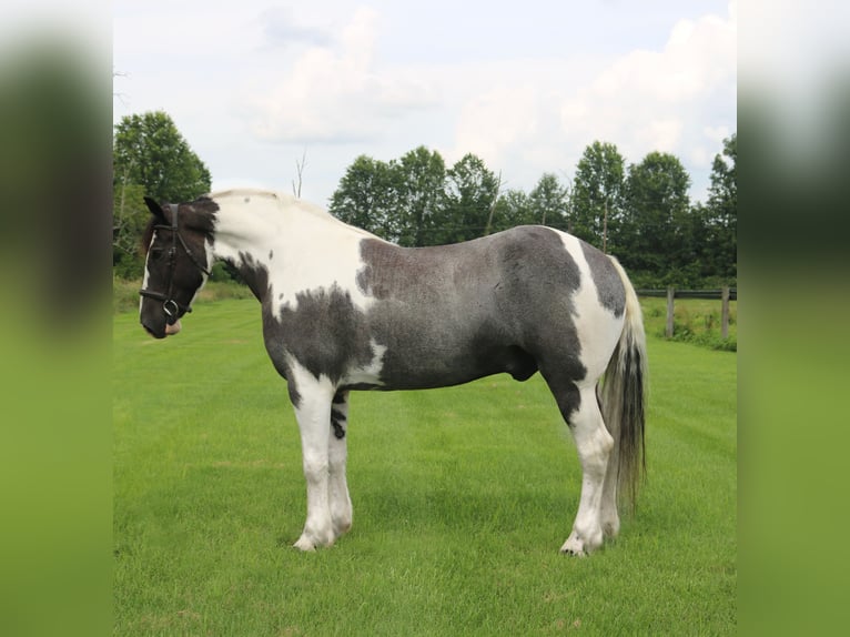 Draft Horse Mix Gelding 7 years 16,3 hh Pinto in Perkasie