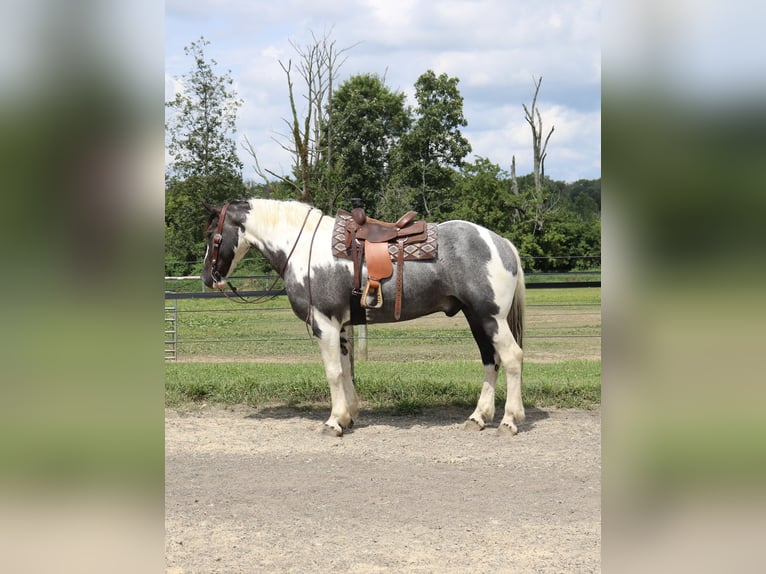 Draft Horse Mix Gelding 7 years 16,3 hh Pinto in Perkasie