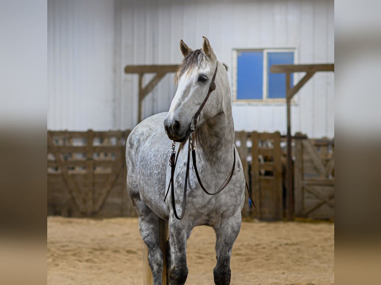 Draft Horse Mix Gelding 7 years 17,1 hh Grey in Hastings