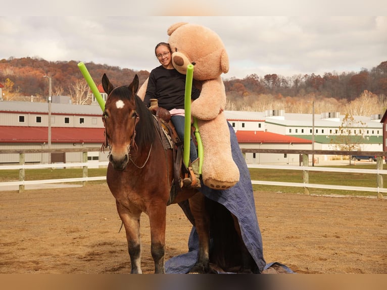 Draft Horse Mix Gelding 7 years 17,2 hh Bay in Fresno, OH