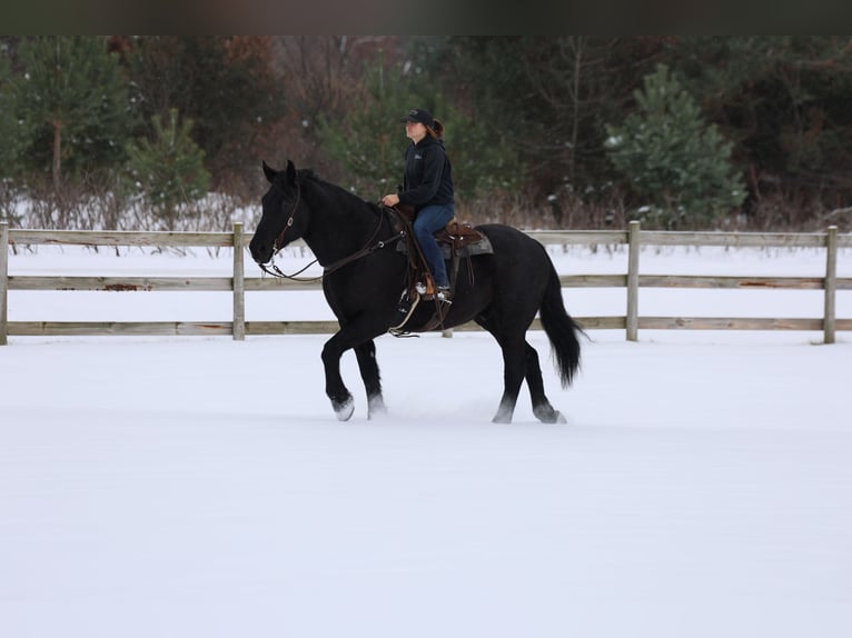 Draft Horse Mix Gelding 7 years 17 hh Black in River Falls