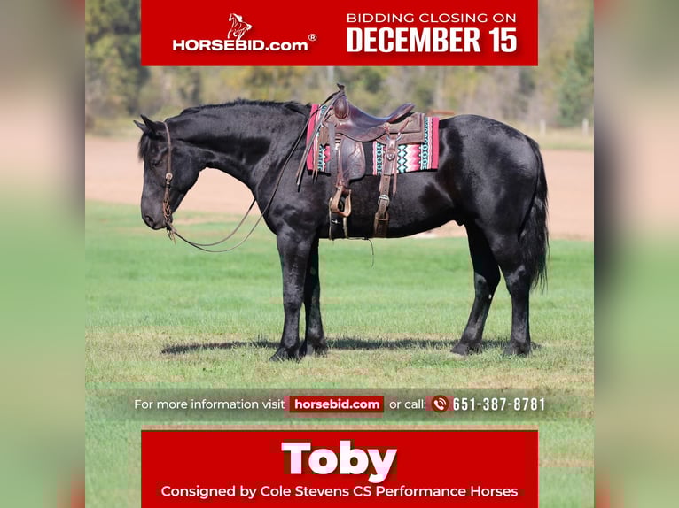 Draft Horse Mix Gelding 7 years 17 hh Black in River Falls