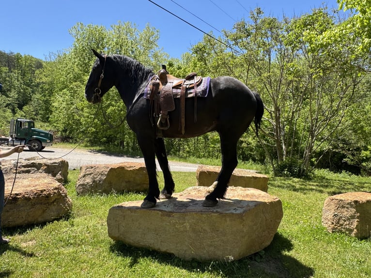 Draft Horse Mix Gelding 7 years 17 hh Black in Mize