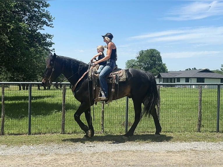 Draft Horse Gelding 7 years 17 hh Brown in Weatherford