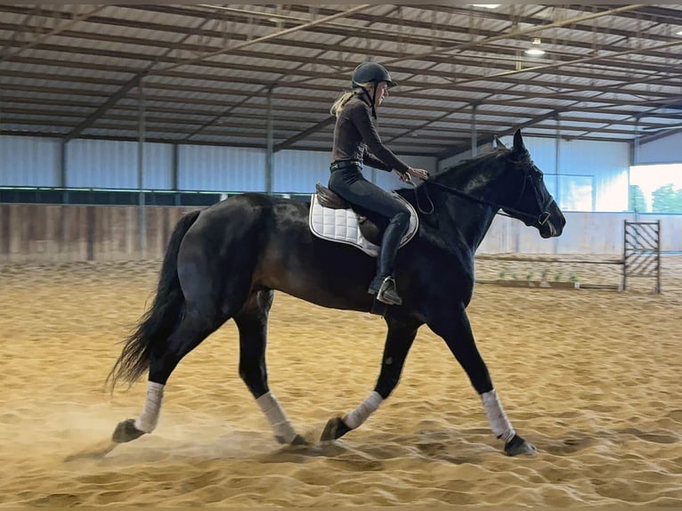 Draft Horse Gelding 7 years 17 hh Brown in Weatherford