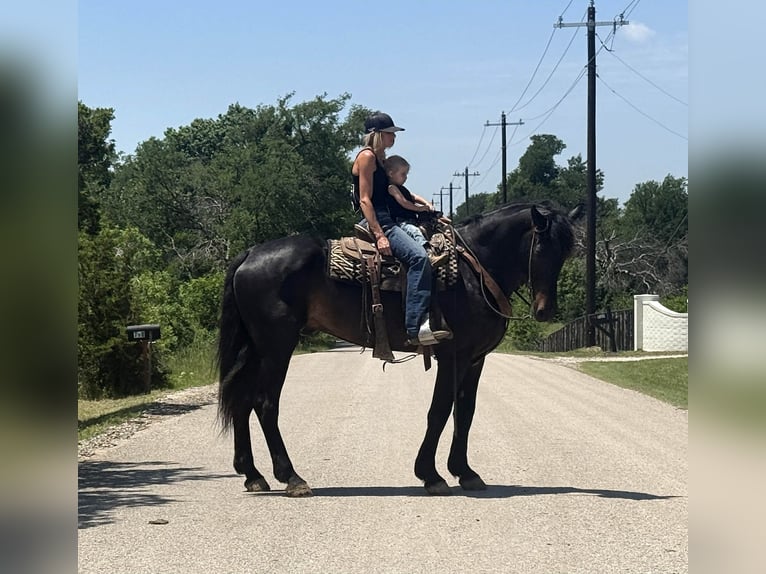 Draft Horse Gelding 7 years 17 hh Brown in Weatherford