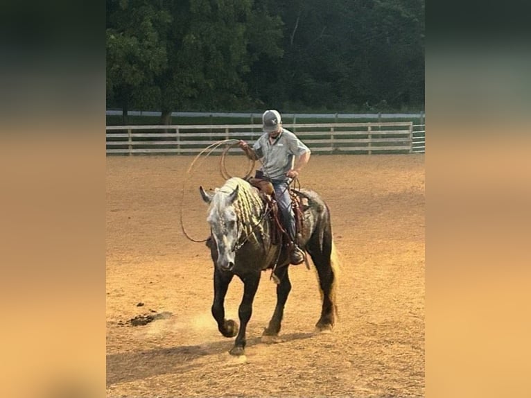 Draft Horse Gelding 7 years 17 hh Gray-Dapple in Auburn KY