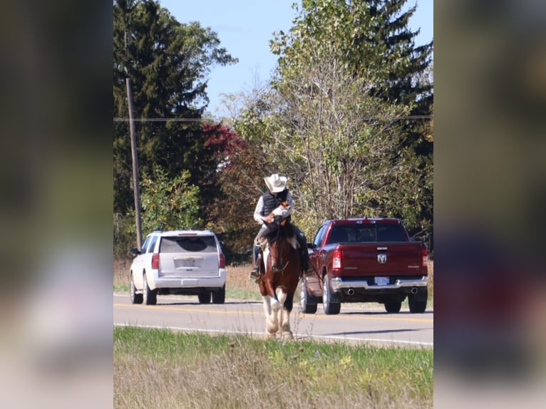 Draft Horse Mix Gelding 7 years 17 hh Pinto in Howell