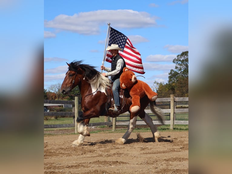 Draft Horse Mix Gelding 7 years 17 hh Pinto in Howell