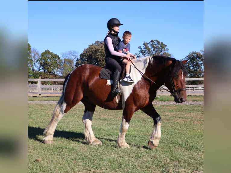 Draft Horse Mix Gelding 7 years 17 hh Pinto in Howell