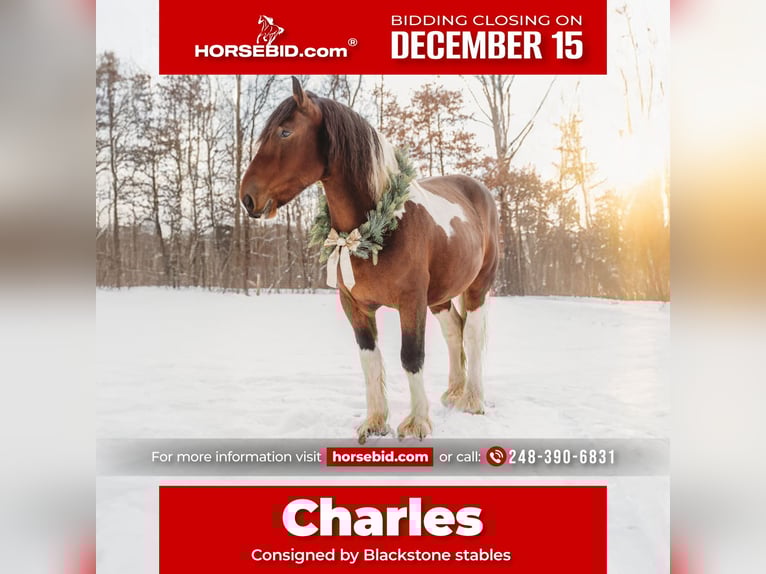 Draft Horse Mix Gelding 7 years 17 hh Pinto in Howell