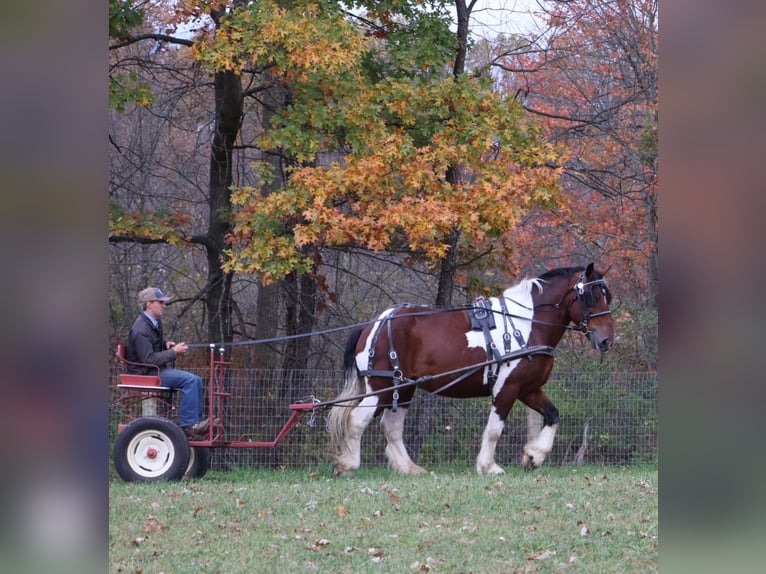 Draft Horse Mix Gelding 7 years 17 hh Pinto in Howell