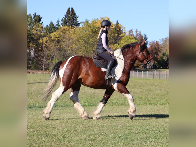 Draft Horse Mix Gelding 7 years 17 hh Pinto in Howell