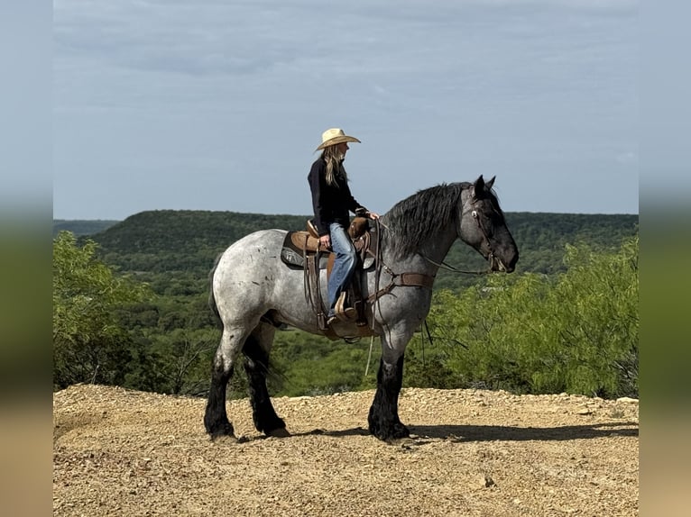 Draft Horse Mix Gelding 7 years 17 hh Roan-Blue in Weatherford