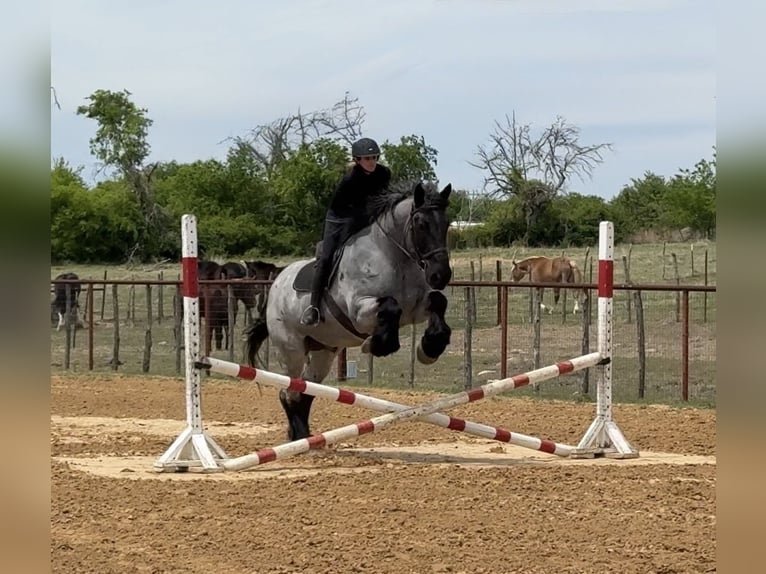 Draft Horse Mix Gelding 7 years 17 hh Roan-Blue in Weatherford