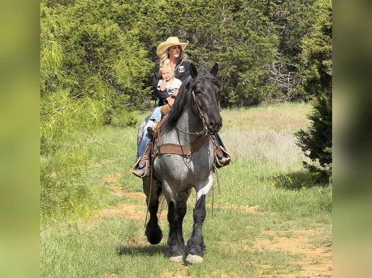 Draft Horse Mix Gelding 7 years 17 hh Roan-Blue in Weatherford