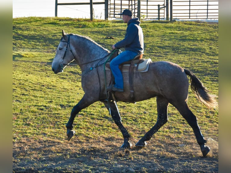 Draft Horse Gelding 7 years 17,3 hh Grey in Warsaw NY