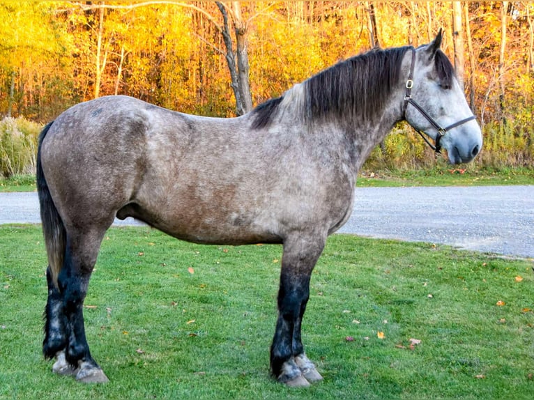 Draft Horse Gelding 7 years 17,3 hh Grey in Warsaw NY
