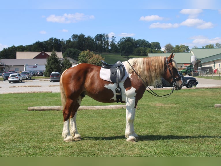 Draft Horse Mix Gelding 7 years 17,3 hh Pinto in Millersburg
