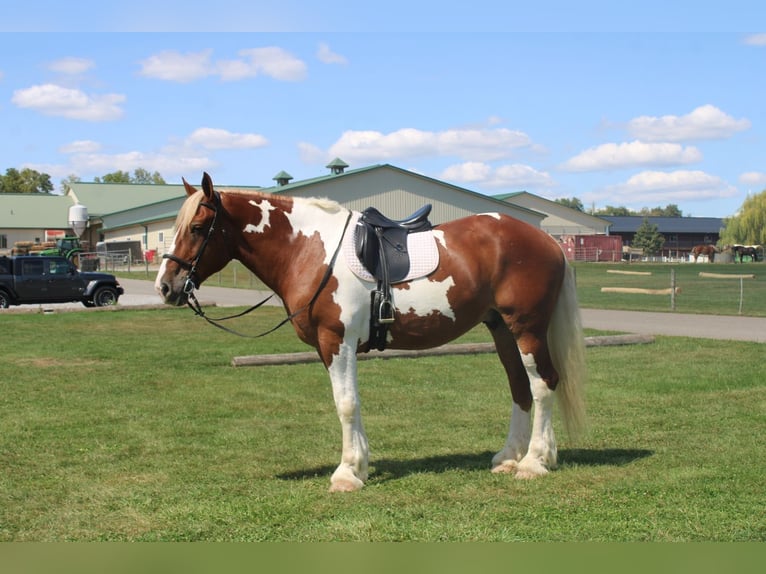 Draft Horse Mix Gelding 7 years 17,3 hh Pinto in Millersburg