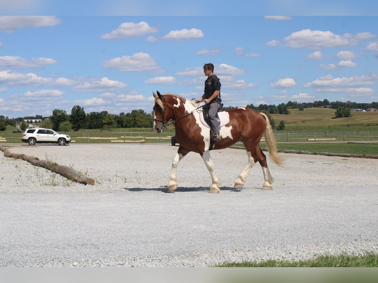 Draft Horse Mix Gelding 7 years 17,3 hh Pinto in Millersburg