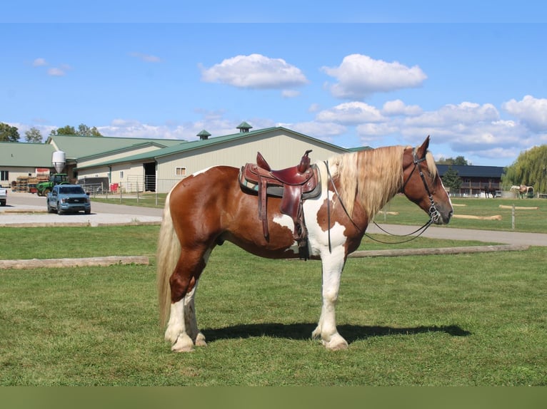 Draft Horse Mix Gelding 7 years 17,3 hh Pinto in Millersburg