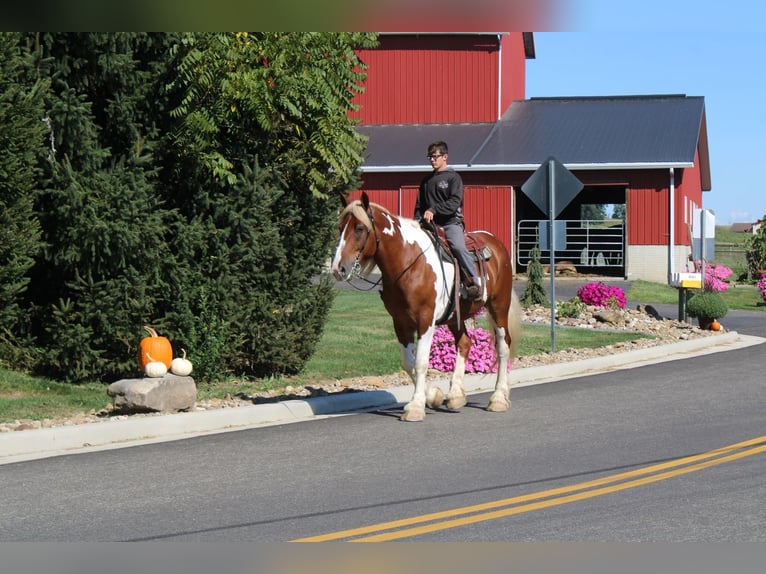 Draft Horse Mix Gelding 7 years 17,3 hh Pinto in Millersburg