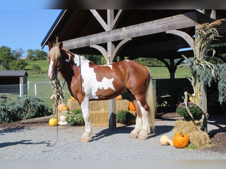 Draft Horse Mix Gelding 7 years 17,3 hh Pinto in Millersburg