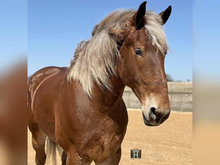 Draft Horse Mix Gelding 7 years 18 hh Bay in Weatherford