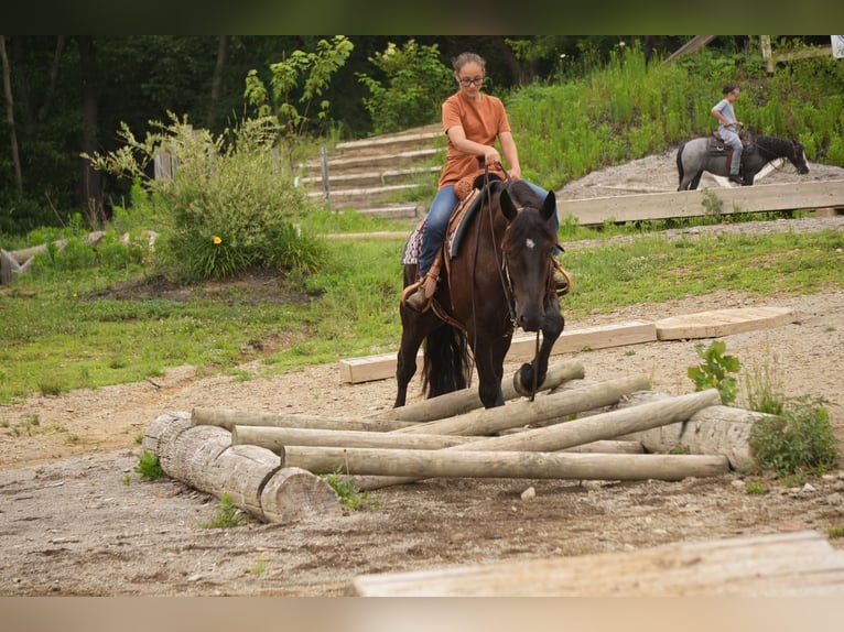 Draft Horse Mix Gelding 7 years Bay-Dark in Fresno