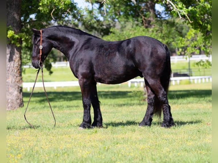 Draft Horse Mix Gelding 7 years Black in Joshua, TX