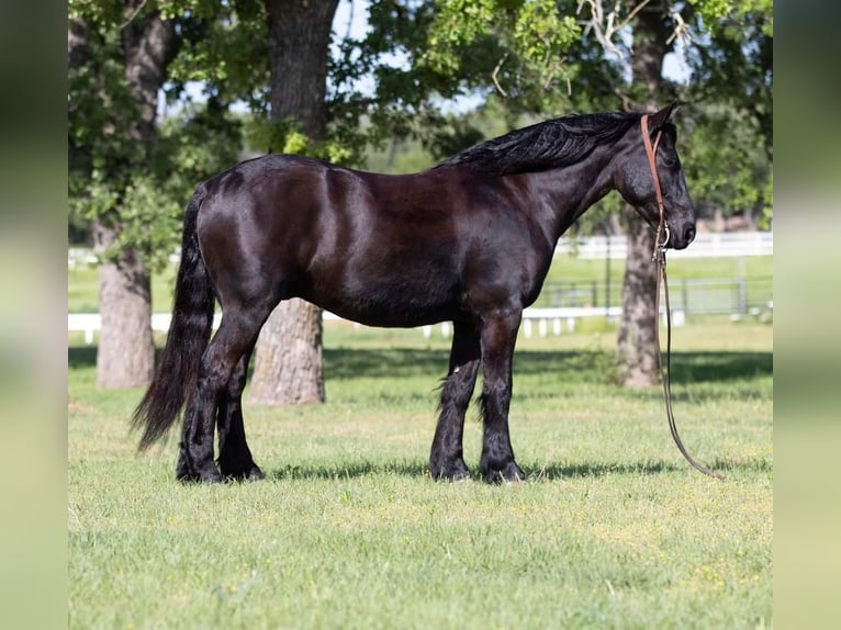 Draft Horse Mix Gelding 7 years Black in Joshua, TX