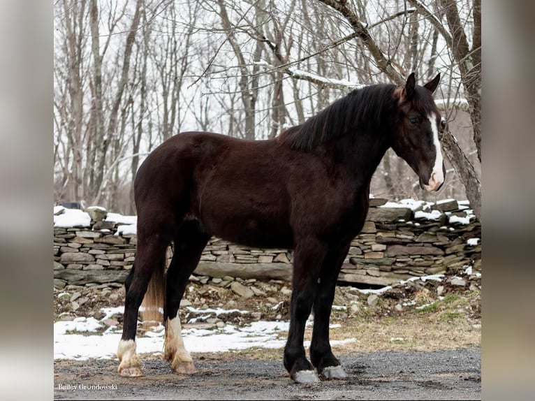 Draft Horse Gelding 7 years Black in Everett PA