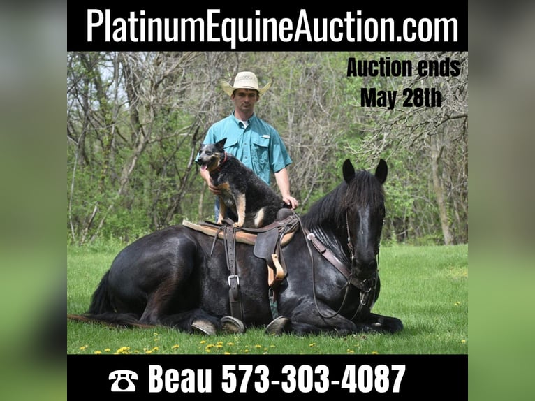 Draft Horse Gelding 7 years Black in Sweet springs MO