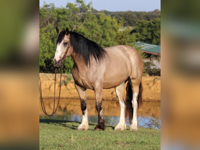 Draft Horse Gelding 7 years Buckskin in Pilot Point, TX